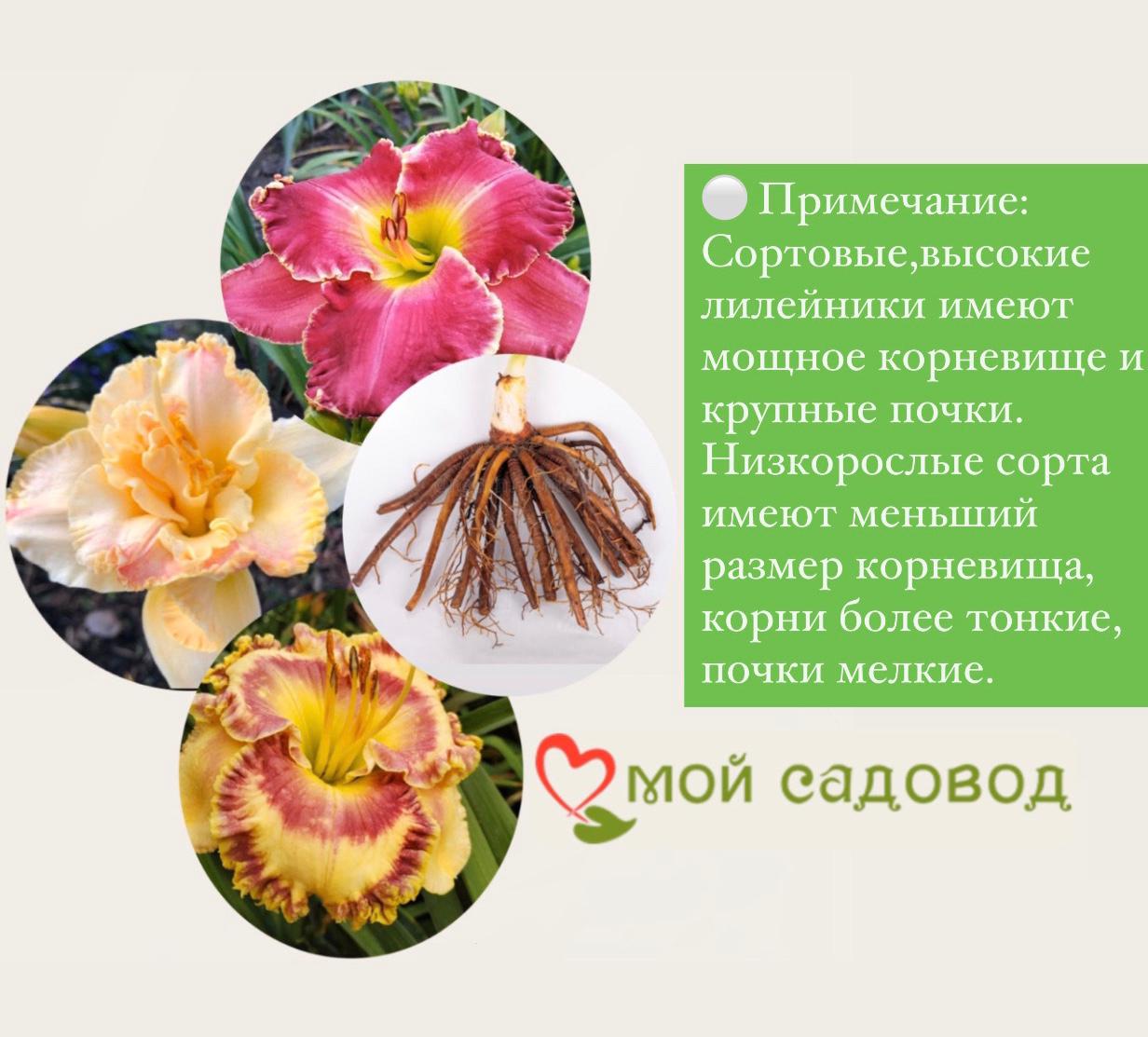 Лилейник Дабл Риве Вей